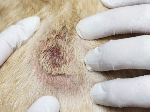 Dermatite in cani e gatti