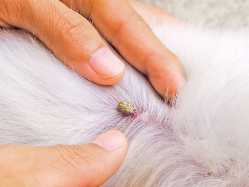Zecche cane: come riconoscerle e toglierle