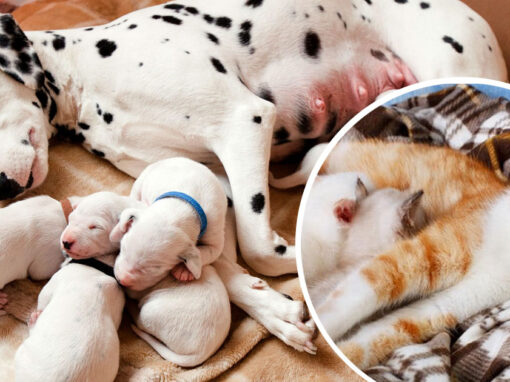 Antiparassitari in cagne e gatte gravide? Affidati al veterinario