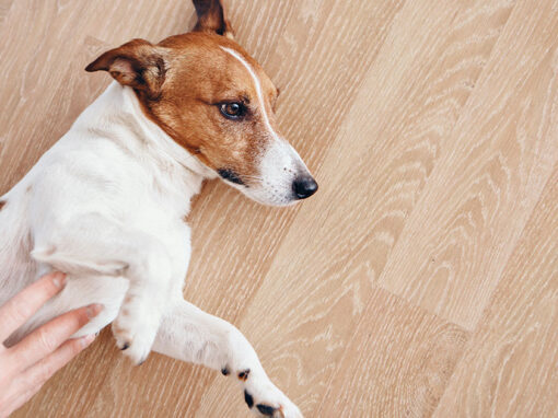 Proteggerlo dalla “tenia del cane”? Proteggilo anche dalle pulci!
